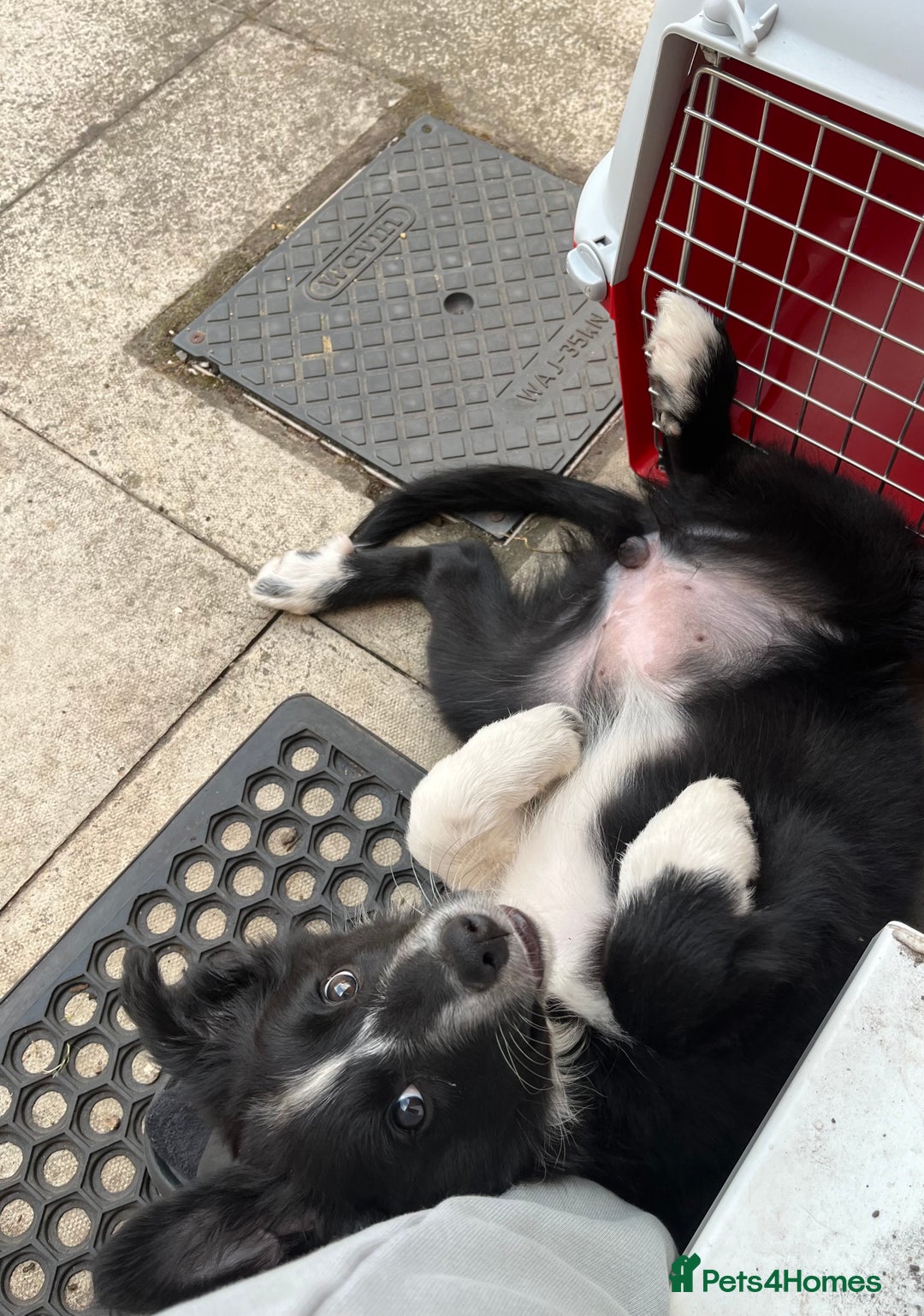 Border Collie dogs for sale: Beautiful 4 month old collie from working family - Image 4
