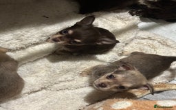 Chipoo dogs for sale: 6 Stunning Chipoo/Chihuahuas - Advert 4