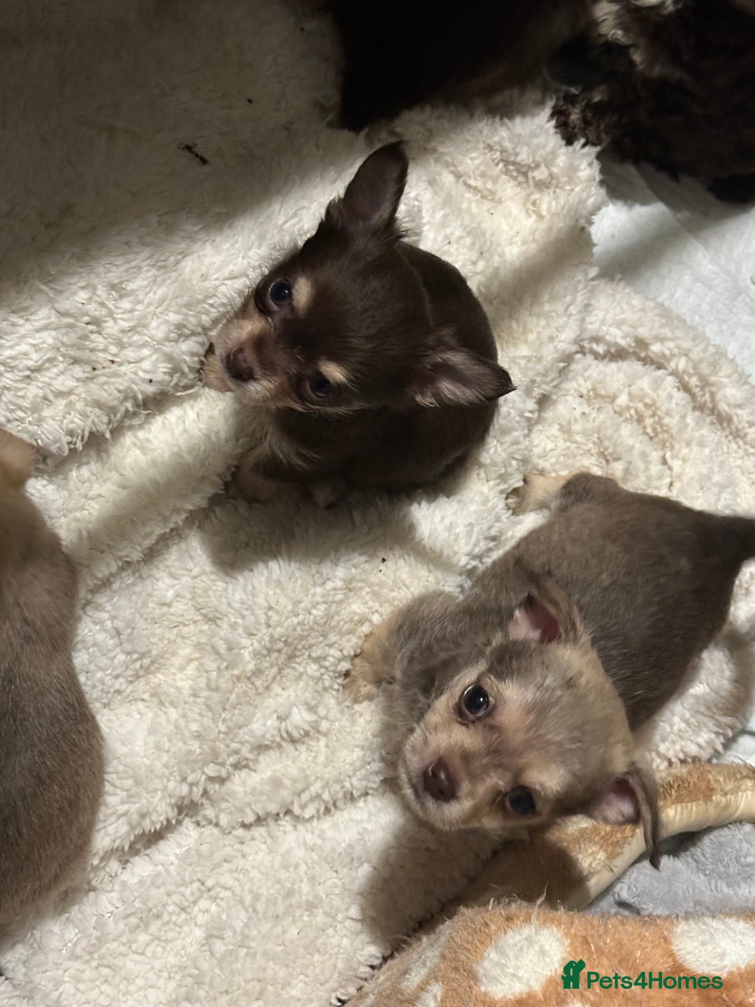 Chipoo dogs for sale: 6 Stunning Chipoo/Chihuahuas - Advert 4