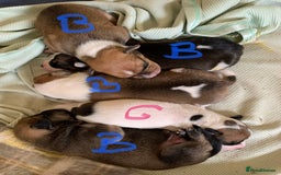 Staffordshire Bull Terrier dogs for sale: Staffordshire Bull Terrier puppies  - Image 6