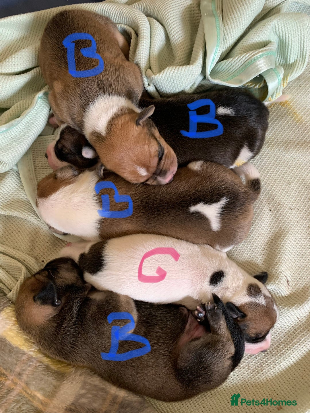 Staffordshire Bull Terrier dogs for sale: Staffordshire Bull Terrier puppies  - Image 6
