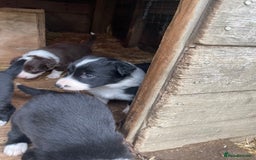 Border Collie dogs for sale: Daisy’s pups - Image 7