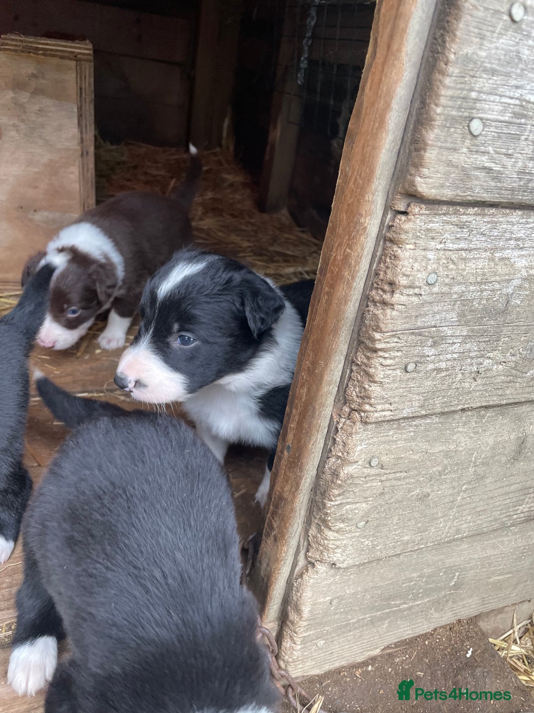 Border Collie dogs for sale: Daisy’s pups - Image 7