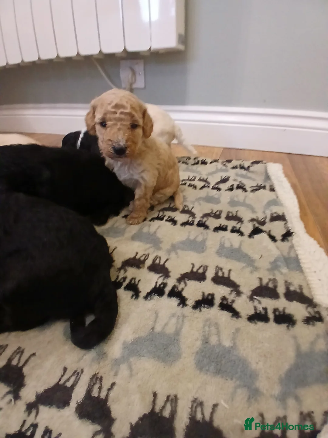 Sheepadoodle dogs for sale: Sheepadoodle  - Advert 15