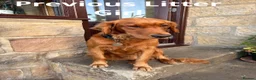 Golden Retriever dogs for sale: Beautiful Fox Red Golden Retrievers RKC rebistered - Advert 7