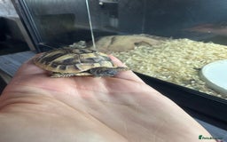 Hermann Tortoise reptiles for sale: Hermann tortoise - Image 2