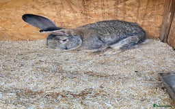 Continental Giant rabbits for sale: Huge Giant Rabbit Male - Advert 3