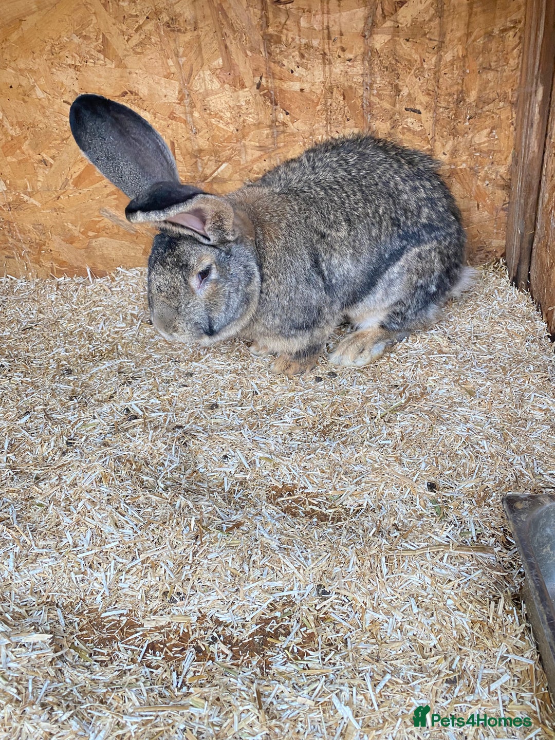 Continental Giant rabbits for sale: Huge Giant Rabbit Male - Advert 3