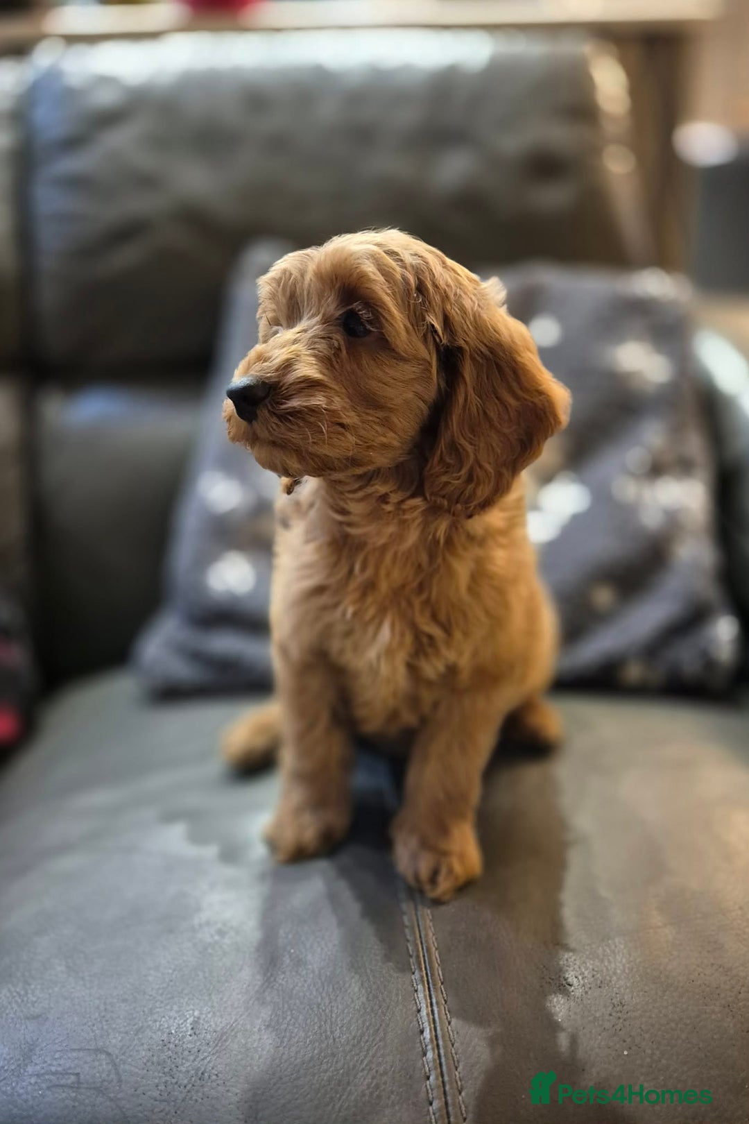 Cockapoo dogs for sale: Beautiful Cockapoo Puppies Ready Now  - Advert 9