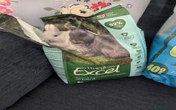 Mini Lop rabbits for sale: Mini Lop for a good home 🥰 - Image 23