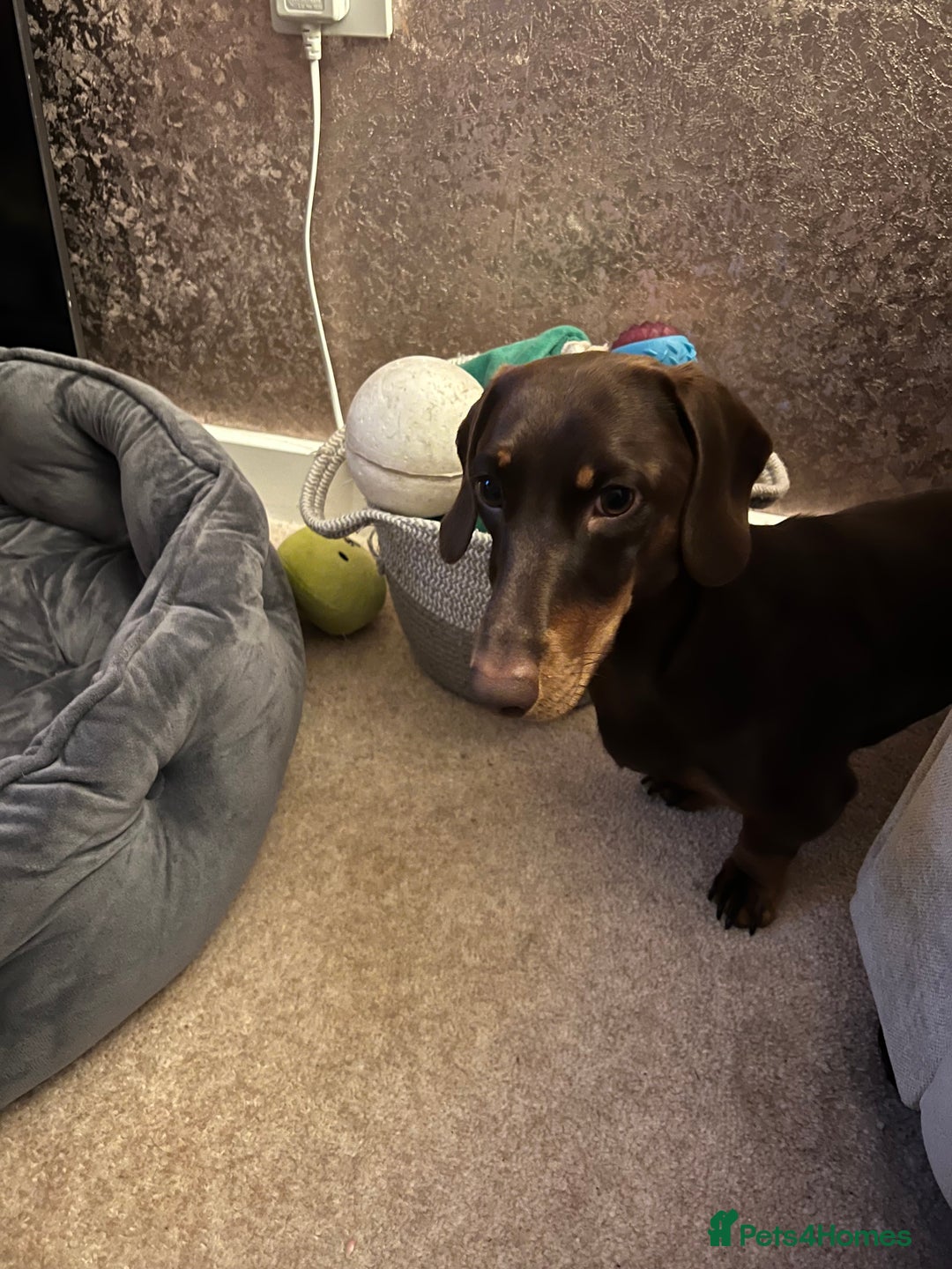 Miniature Dachshund dogs for stud: Miniature dachshund for stud - Advert 4