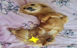 Miniature Dachshund dogs for stud: Beautiful KC Mini Long.H Full Eng. Cream Stud 🤍🐾 - Image 25