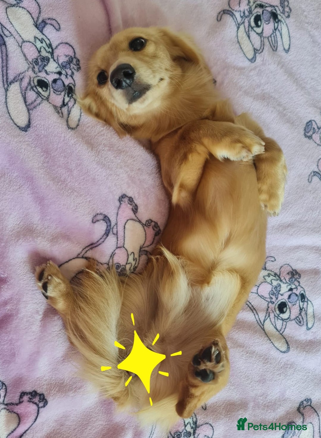 Miniature Dachshund dogs for stud: Beautiful KC Mini Long.H Full Eng. Cream Stud 🤍🐾 - Image 25