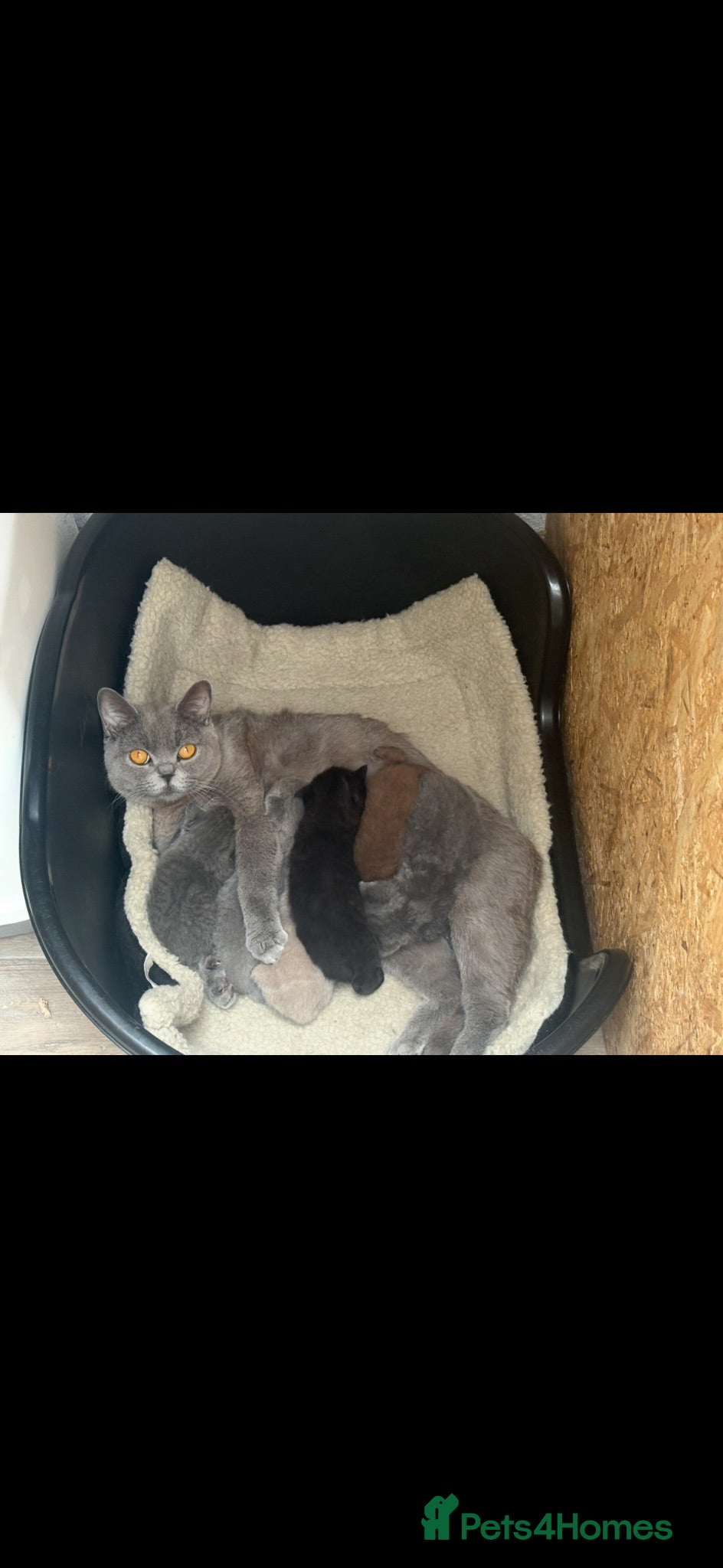 British Shorthair cats British shorthair  - Advert 1