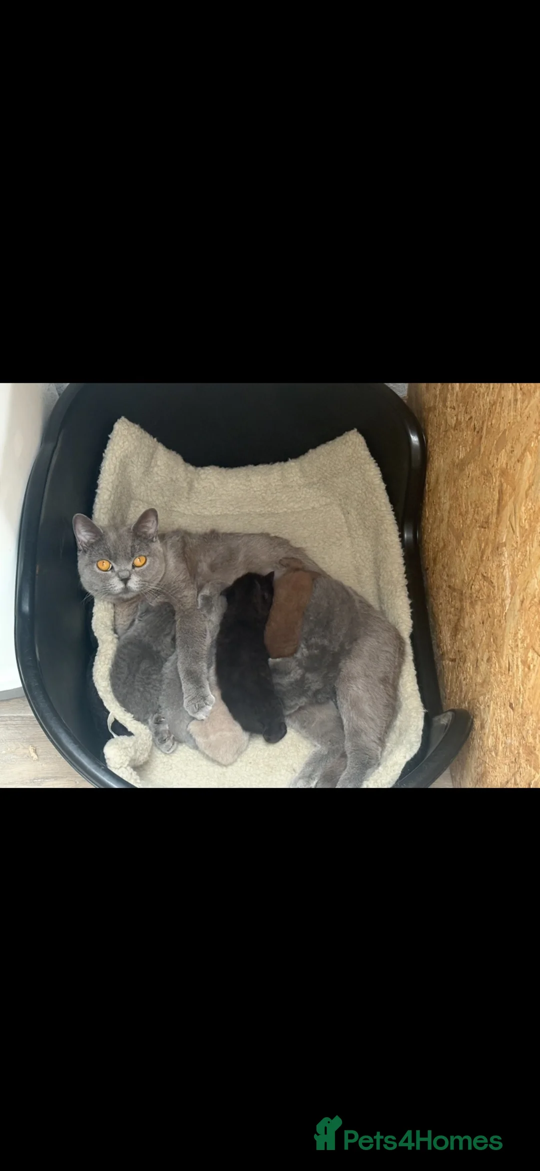 British Shorthair cats for sale: British shorthair  - Advert 1