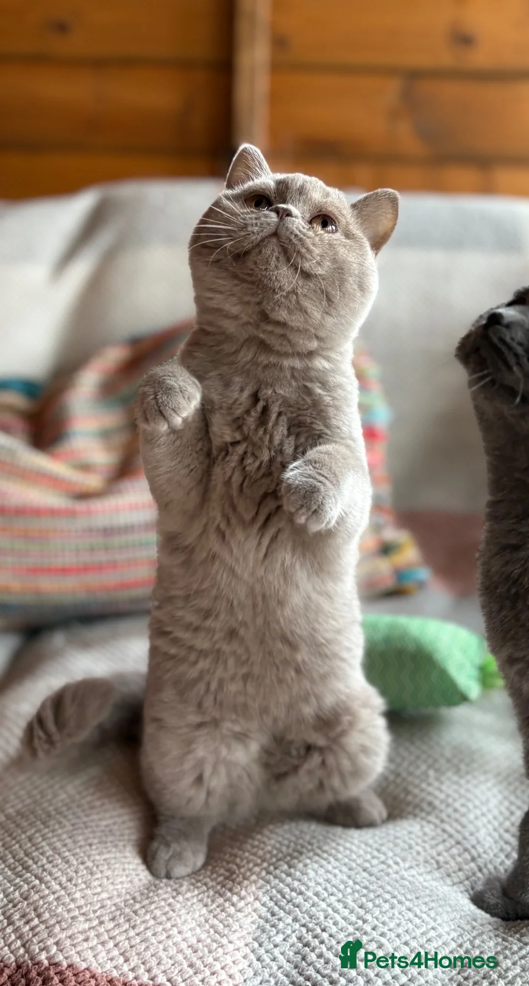 British Shorthair cats for sale: British Shorthair Lilac  - Advert 30
