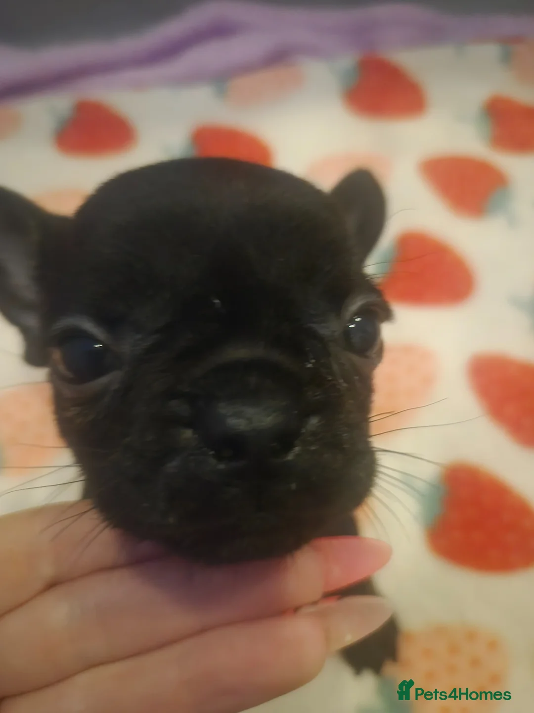 French Bulldog dogs for sale: Puppies  in Salford - Advert 17