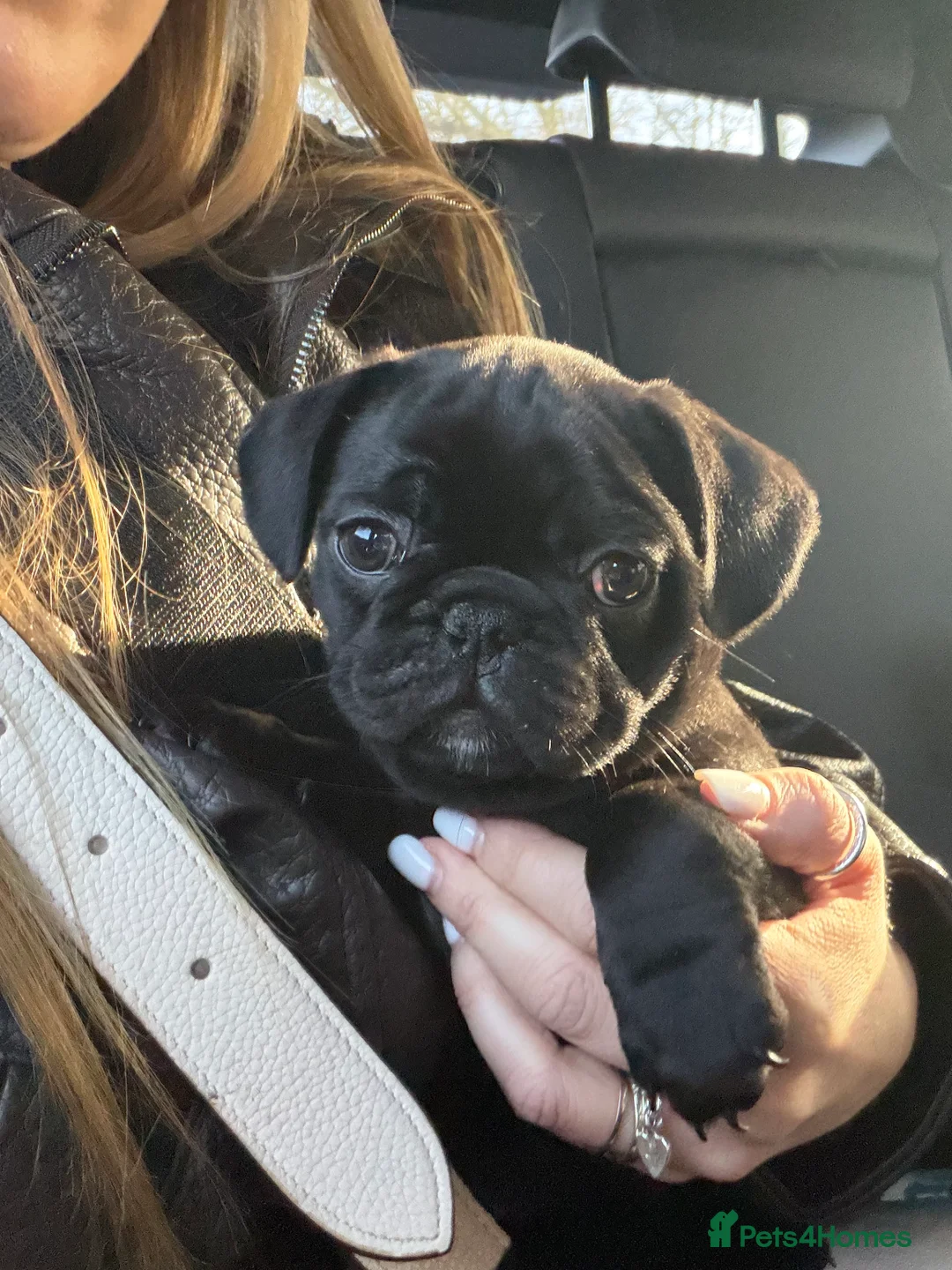 Frug dogs for sale: Beautiful Frug Puppies - Advert 6