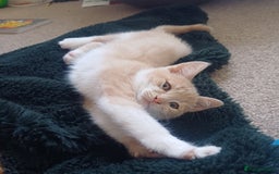 Mixed Breed cats for sale: White and beige kitten - Image 6