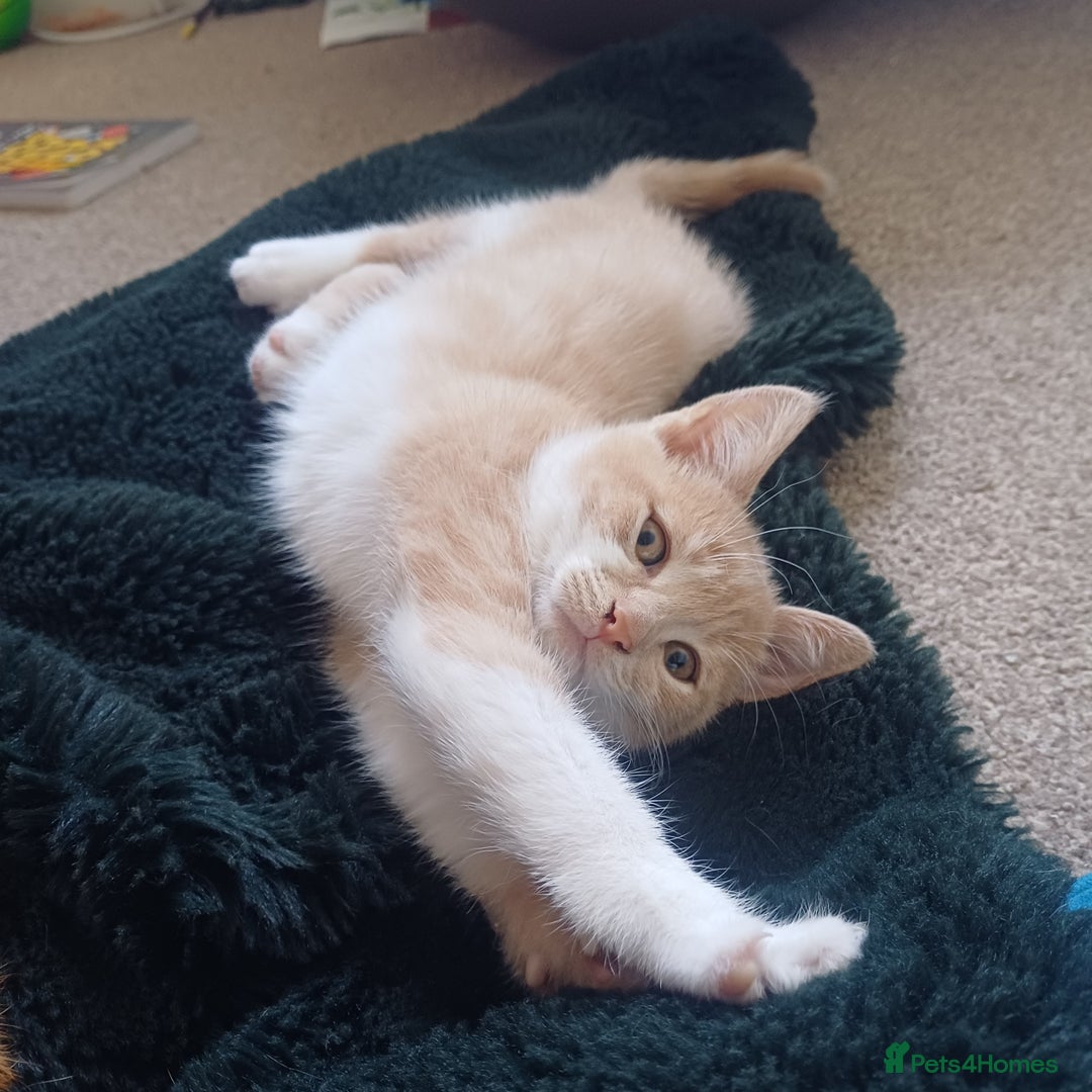 Mixed Breed cats for sale: White and beige kitten - Image 6