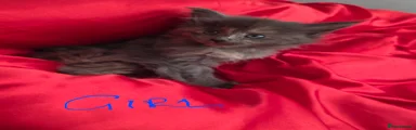 Maine Coon Kitten 4