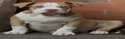 American Bully dogs for sale: American  bully puppies - Advert 11