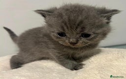 British Shorthair cats for sale: READY NOW!!Pedigree British Short Hair Kittens - Image 14