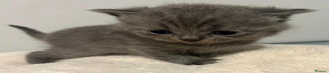 British Shorthair Kitten dark Green 