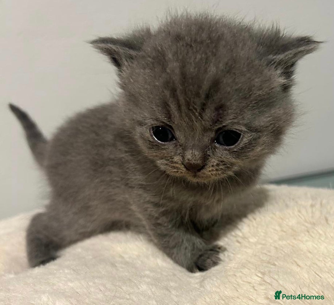 British Shorthair cats for sale: READY NOW!!Pedigree British Short Hair Kittens - Image 14
