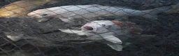 Koi Carp fish for sale: Koi carp - Advert 1