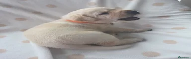 Labrador Retriever 3