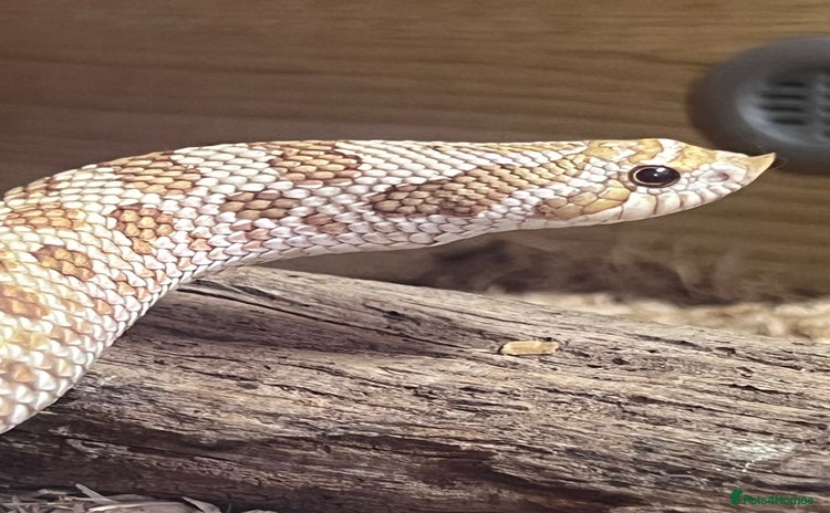 Snake reptiles - Advert 7