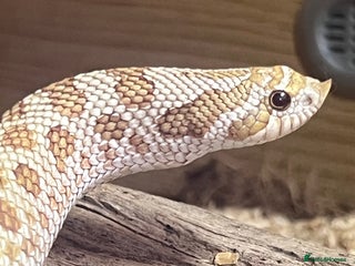 Snake reptiles - Advert 7