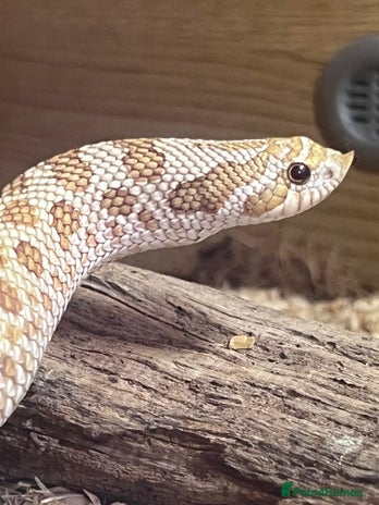 Snake reptiles - Advert 1
