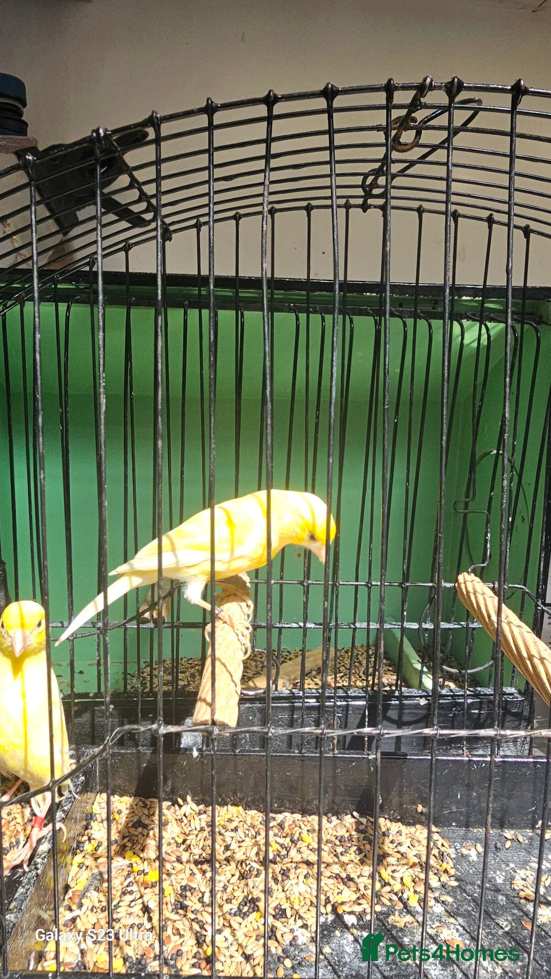 Canaries birds for sale: Irish fancy canary  - Image 7