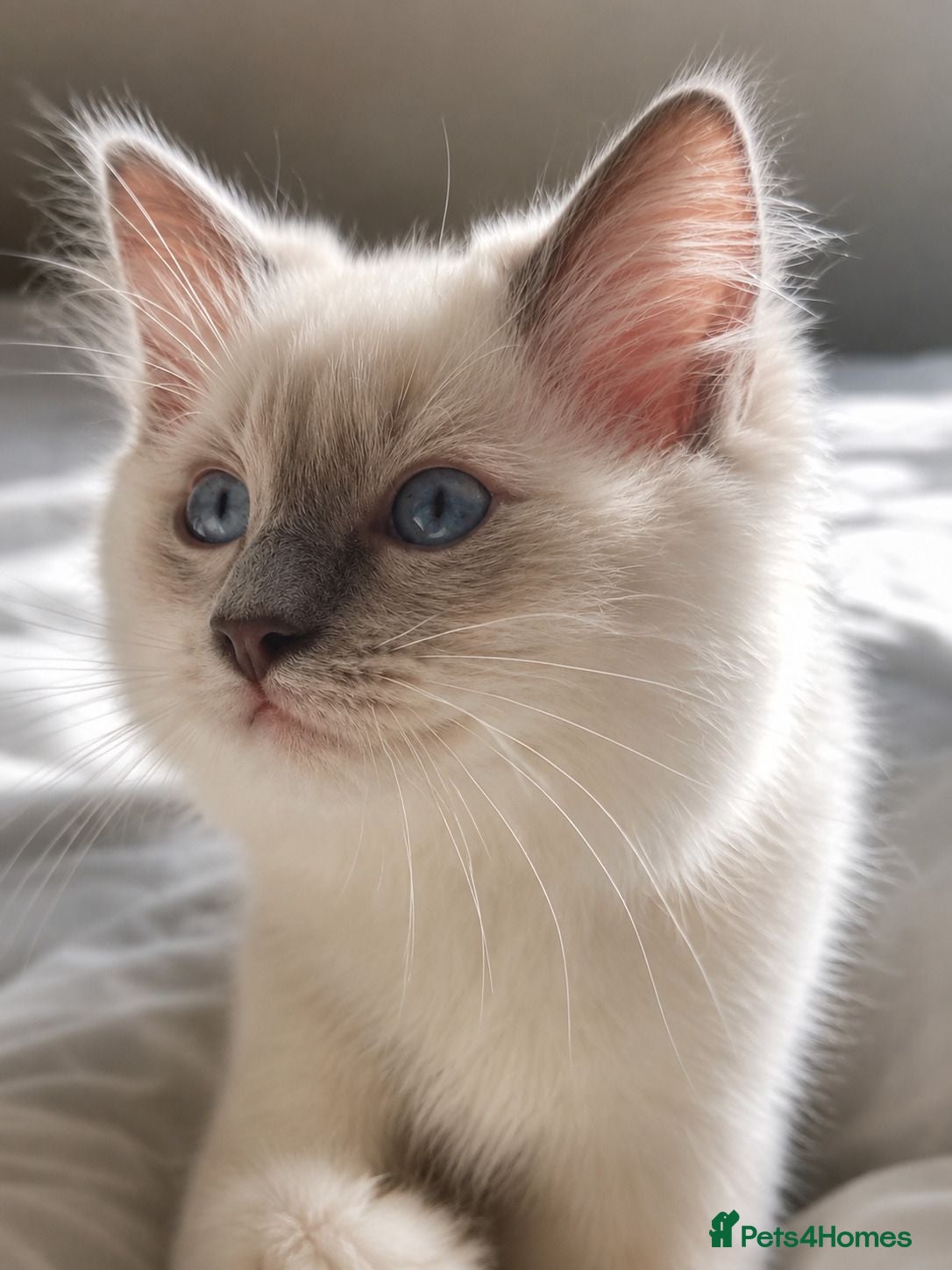 Ragdoll cats ONLY ONE BOY LEFT GCCF/TICA RAGDOLL PEDIGREE - Advert 1