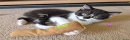 Mixed Breed cats for sale: Two sweet girls looking for their loving home in Grays - Advert 6