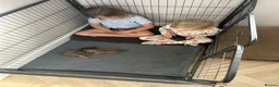 Norfolk Terrier dogs for sale: Norfolk X Puppies  - Advert 4