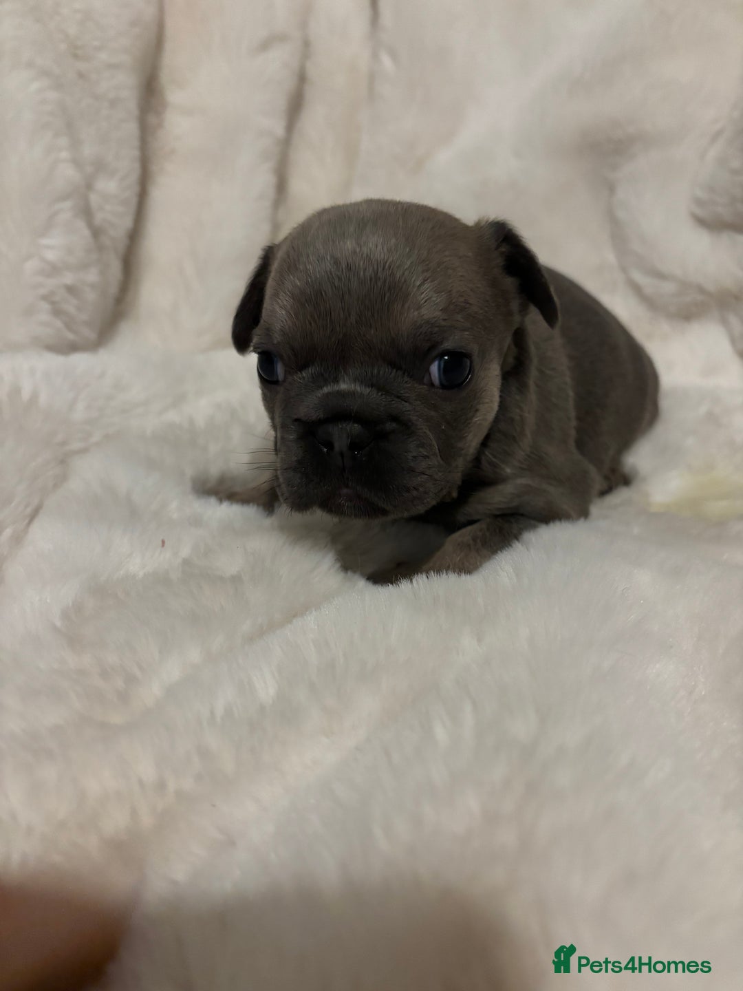 French Bulldog dogs for sale: French bulldog #fluffy#kc - Advert 7