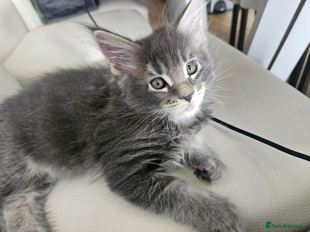 Maine Coon cats for sale: Maine coon kittens  - Image 15