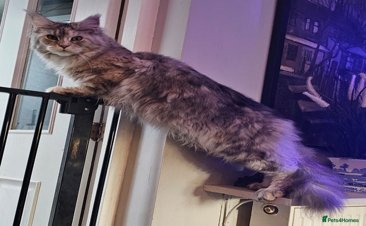 Maine Coon cats - Advert 1
