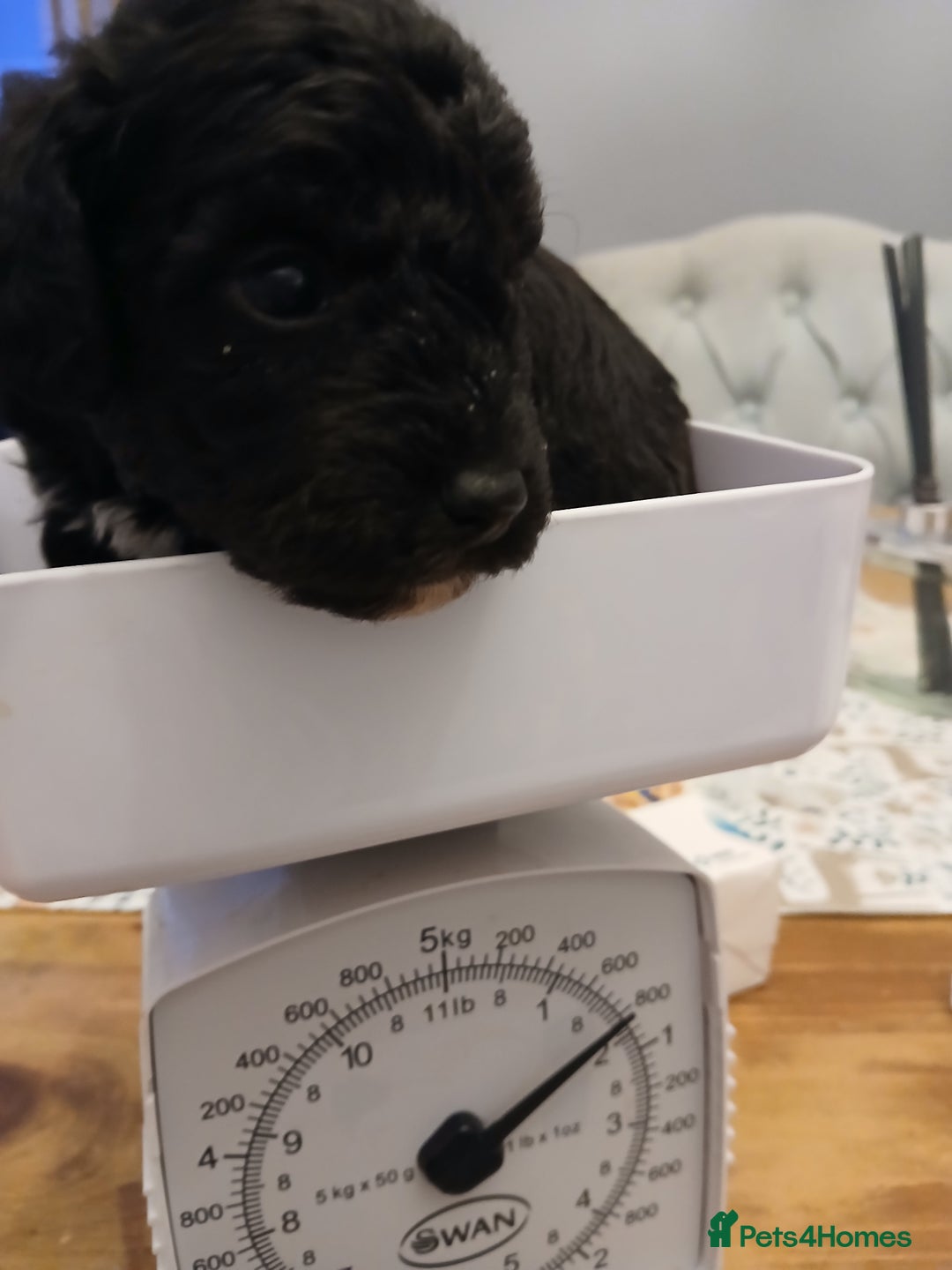 Schnoodle dogs for sale: Schnoodle puppies  - Advert 4