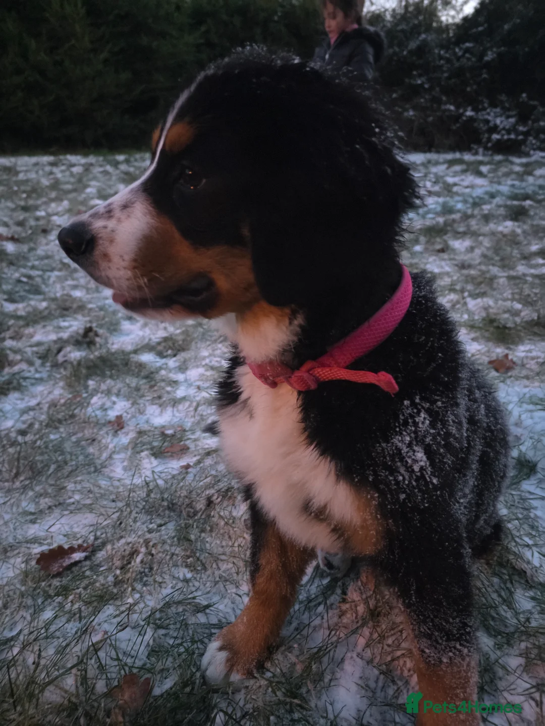 Bernese Mountain Dog dogs for sale: 16 week bernese female - Advert 2