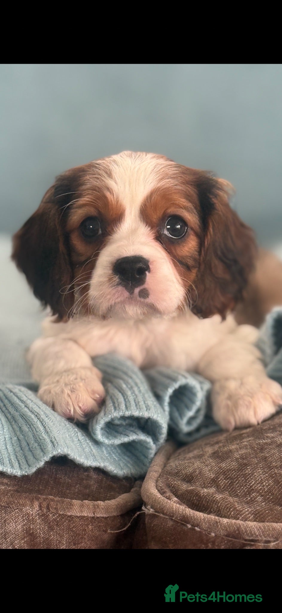 Cavalier King Charles Spaniel dogs Beautiful cavalier King Charles puppies 🩷💙 - Advert 1