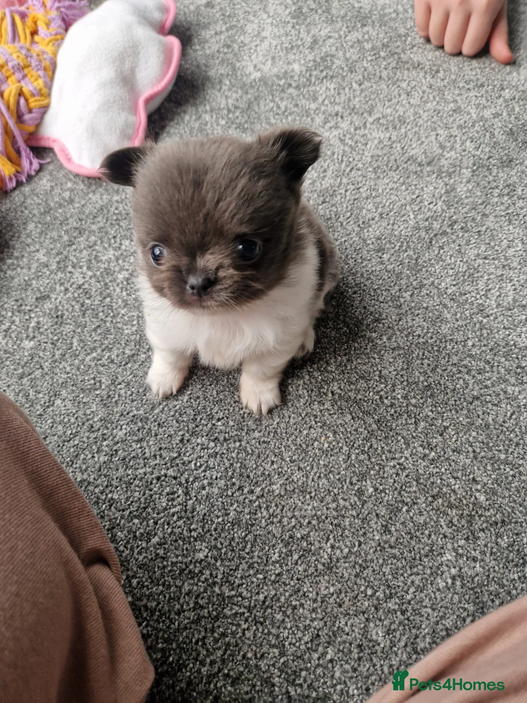 Chihuahua dogs for sale: KC registered chihuahua, female lilac & white - Advert 6