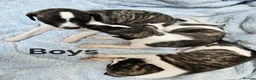 Whippet dogs for sale: KC Registered Whippet puppies - Advert 5