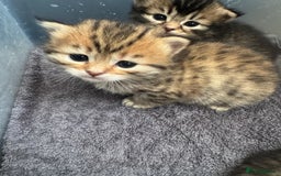 Scottish Fold cats for sale: 5 British Longhair and Scottish Straight kittens  - Image 27
