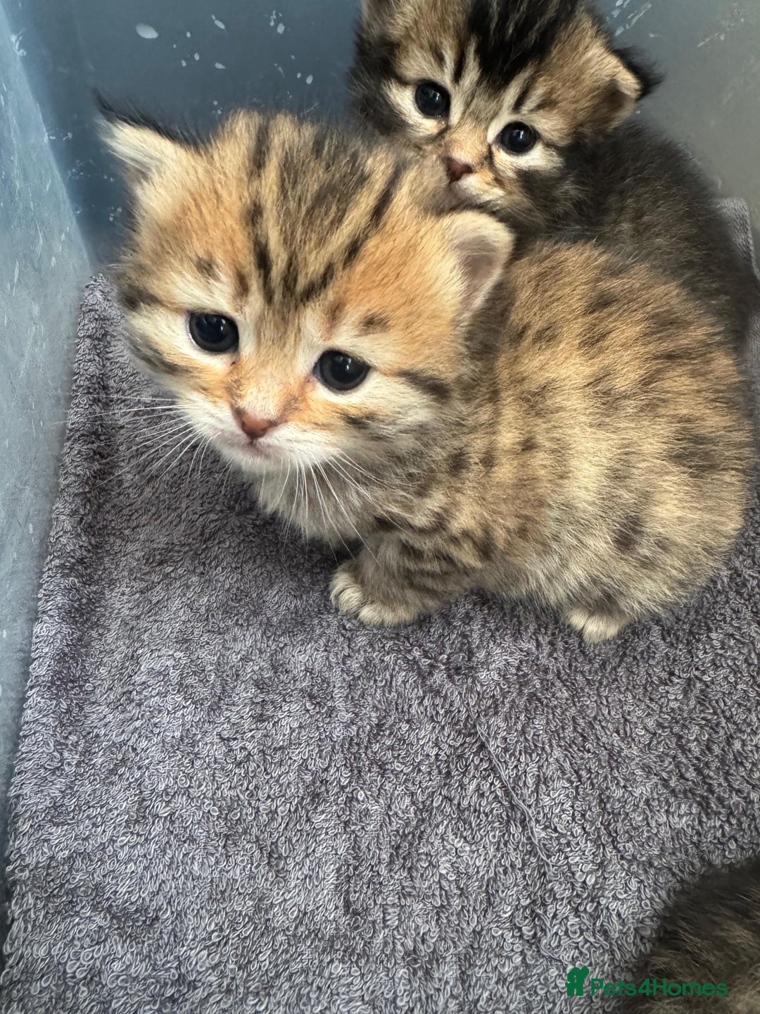 Scottish Fold cats for sale: 5 British Longhair and Scottish Straight kittens  - Image 27