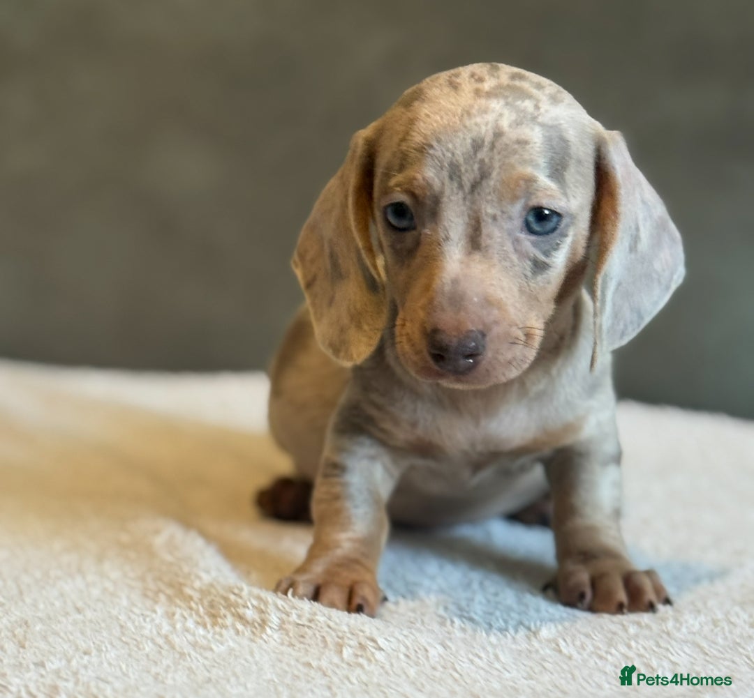 Miniature Dachshund dogs for sale: KC Reg Miniature Dachshund Puppies  - Image 9