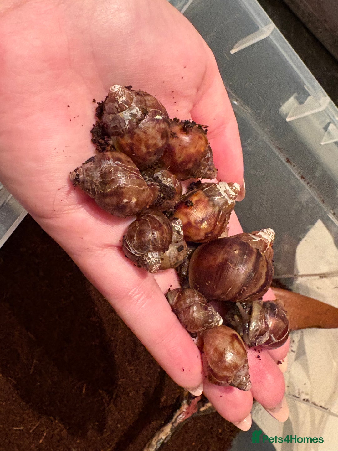 Snails invertebrates for sale: Giant African land snails  - Image 3